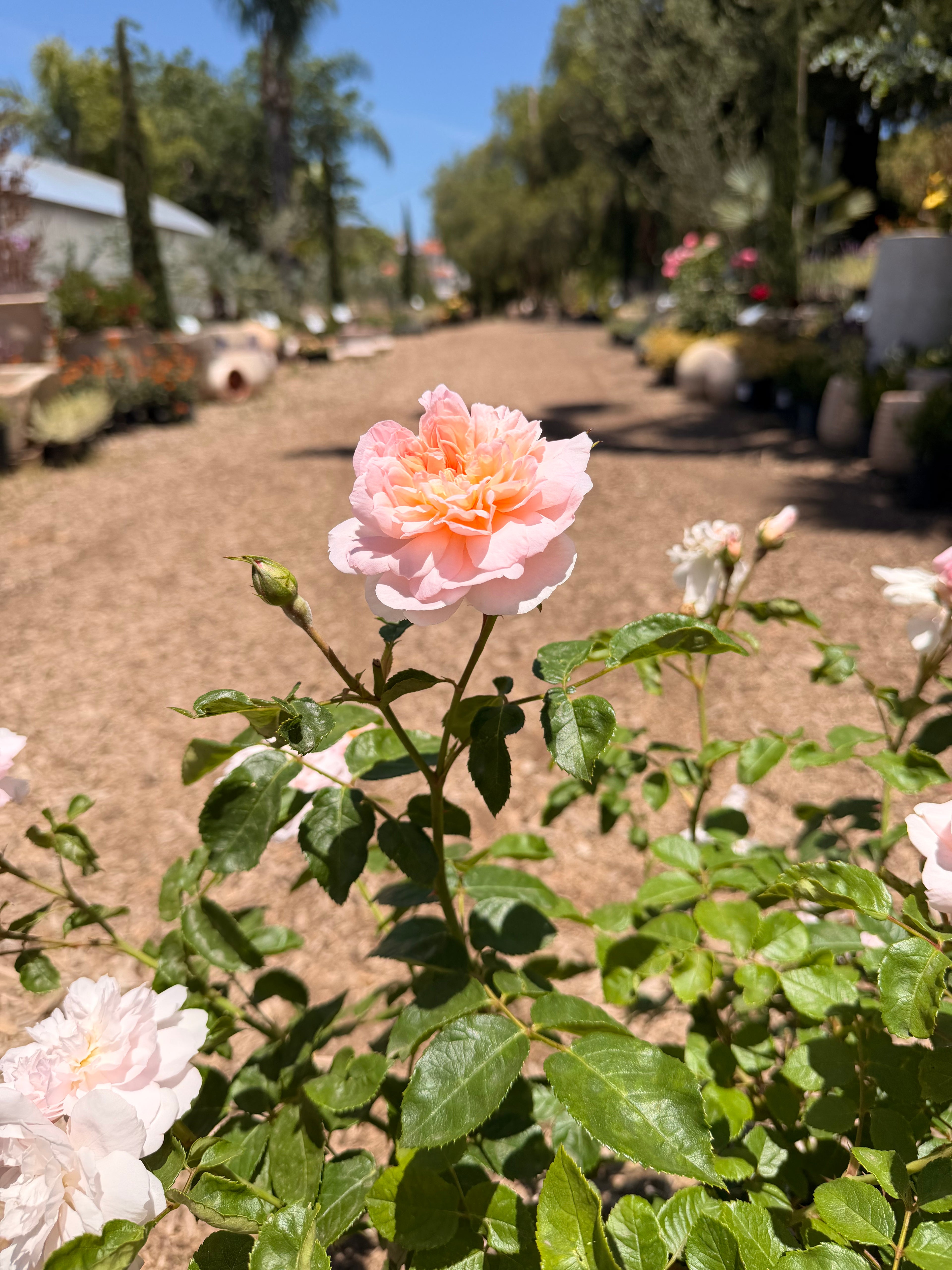Elizabeth English Rose - 5 Gallon