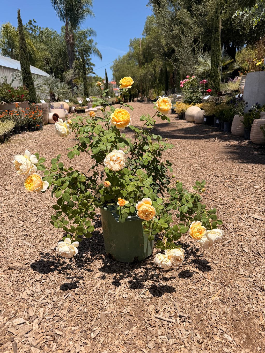 Charles Darwin English Rose - 5 Gallon