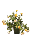 Charles Darwin English Rose - 5 Gallon