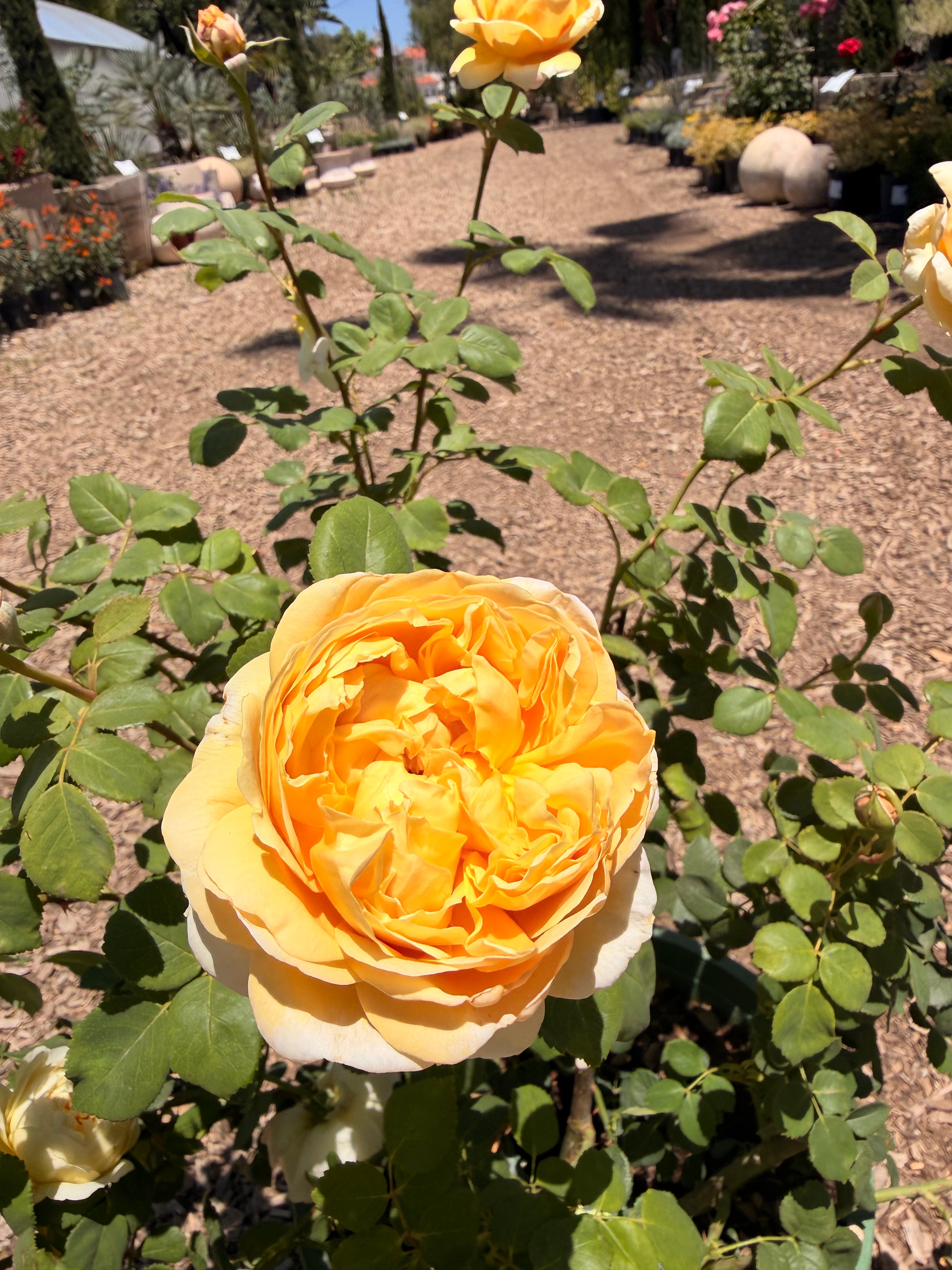Charles Darwin English Rose - 5 Gallon