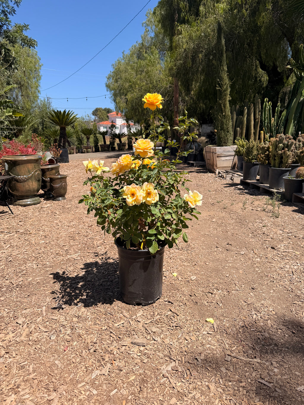 Alex’s Lemonade Stand Rose (5 Gallon)