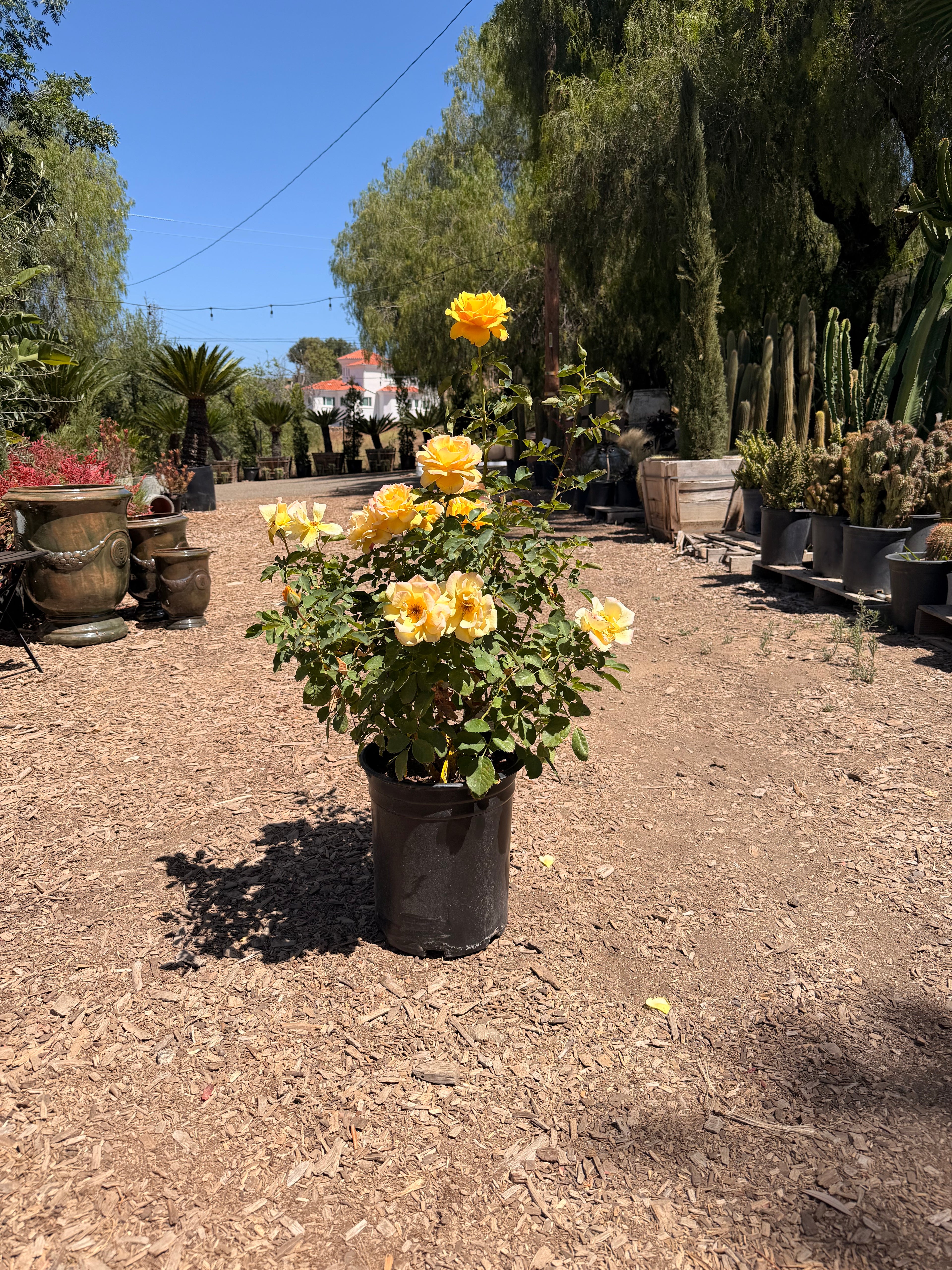 Alex’s Lemonade Stand Rose (5 Gallon)