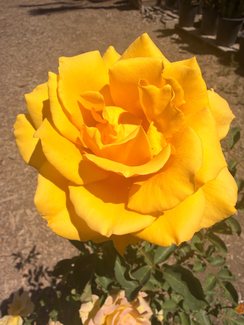 Alex’s Lemonade Stand Rose (5 Gallon)
