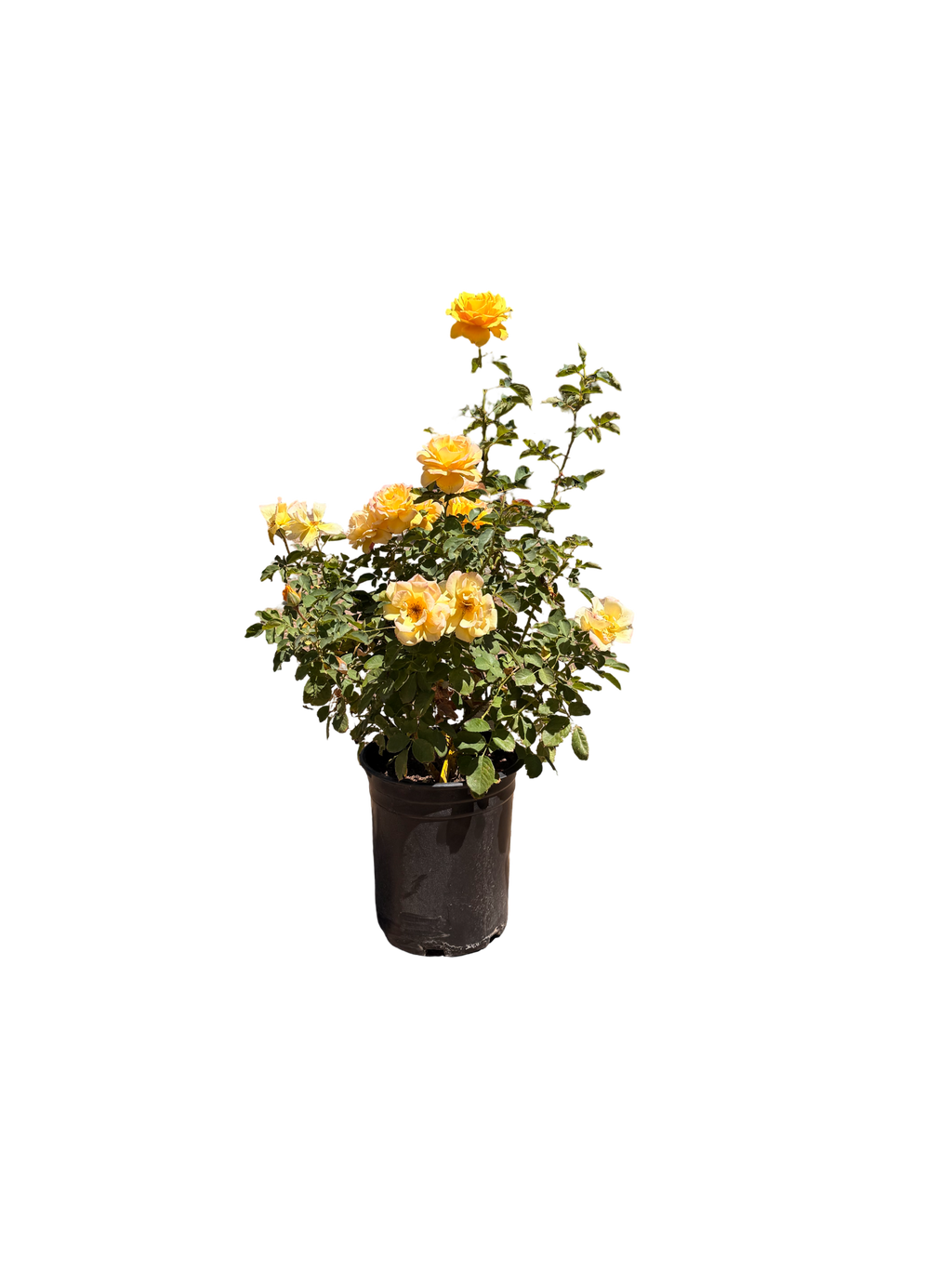 Alex’s Lemonade Stand Rose (5 Gallon)