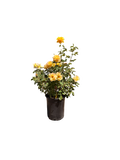 Alex’s Lemonade Stand Rose (5 Gallon)