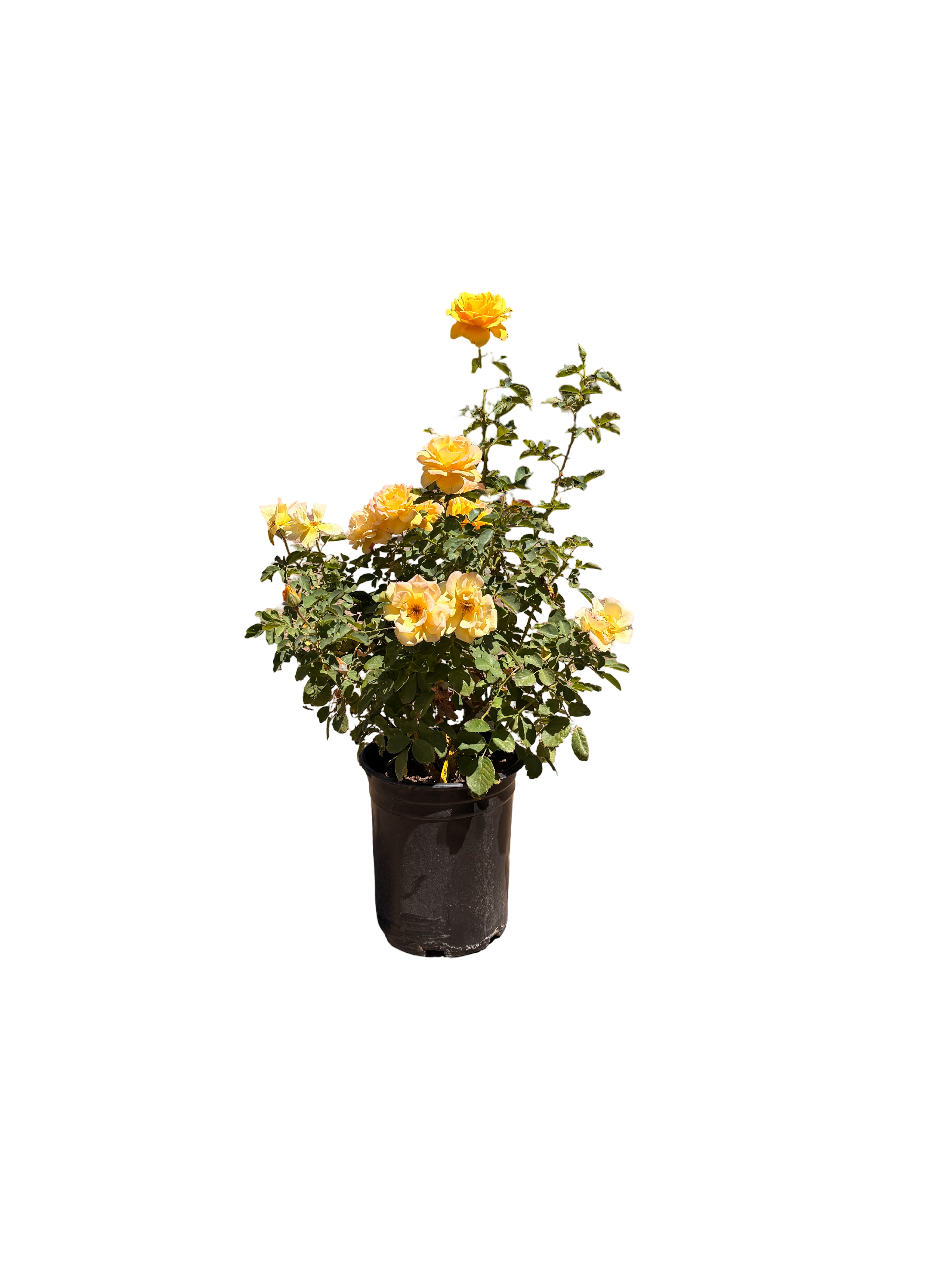 Alex’s Lemonade Stand Rose (5 Gallon)