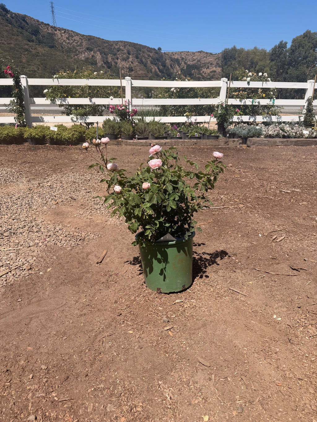 The Alnwick Rose English Rose (5 Gallon)
