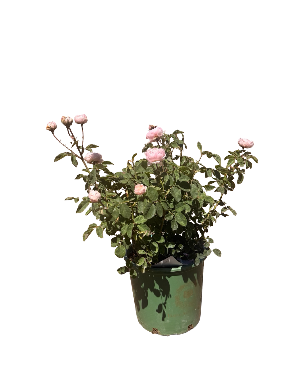The Alnwick Rose English Rose (5 Gallon)
