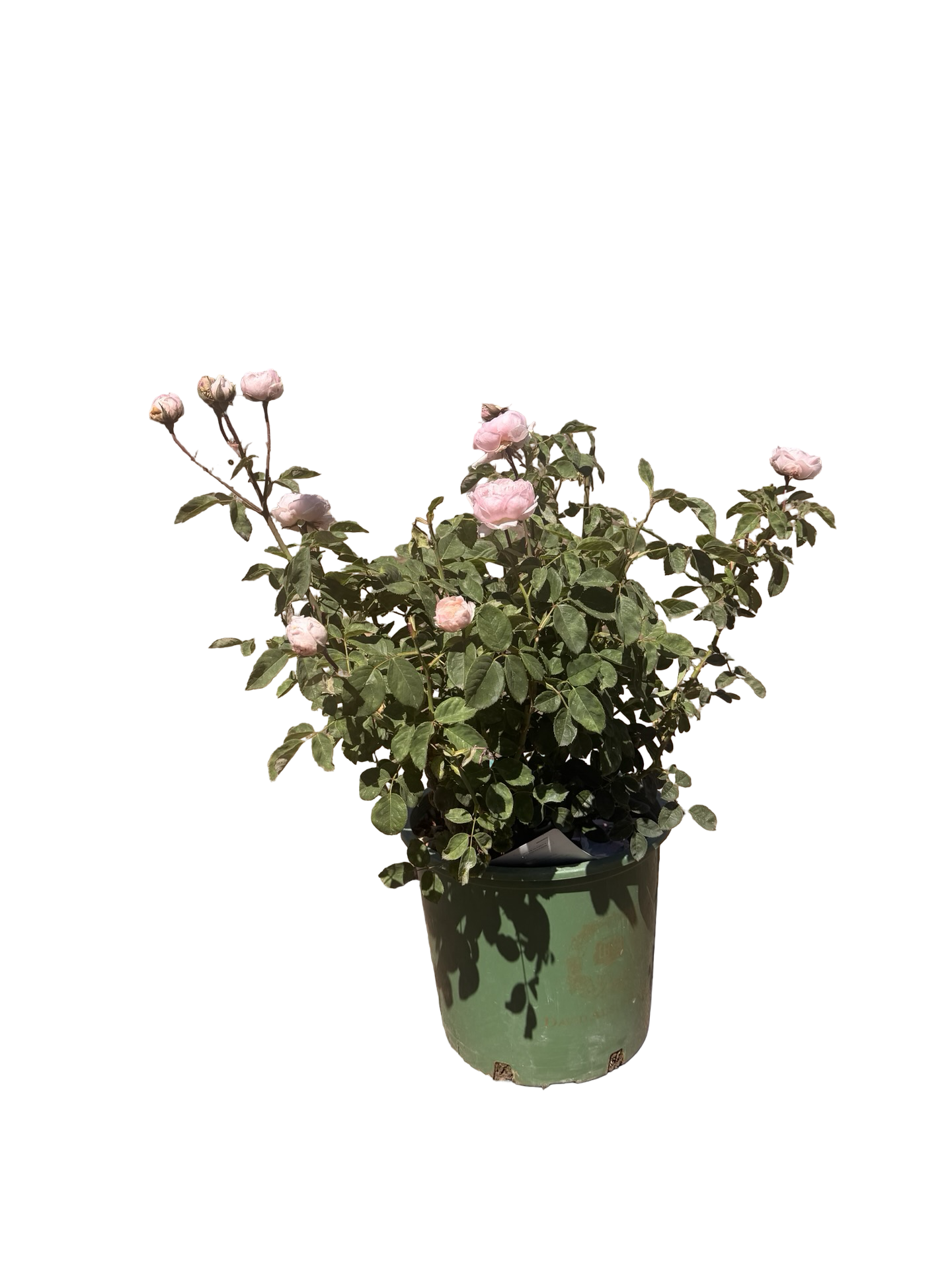 The Alnwick Rose English Rose (5 Gallon)