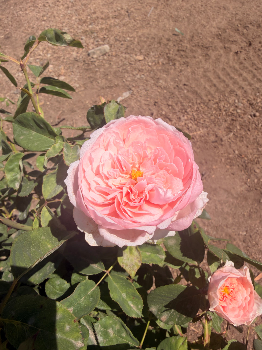 The Alnwick Rose English Rose (5 Gallon)