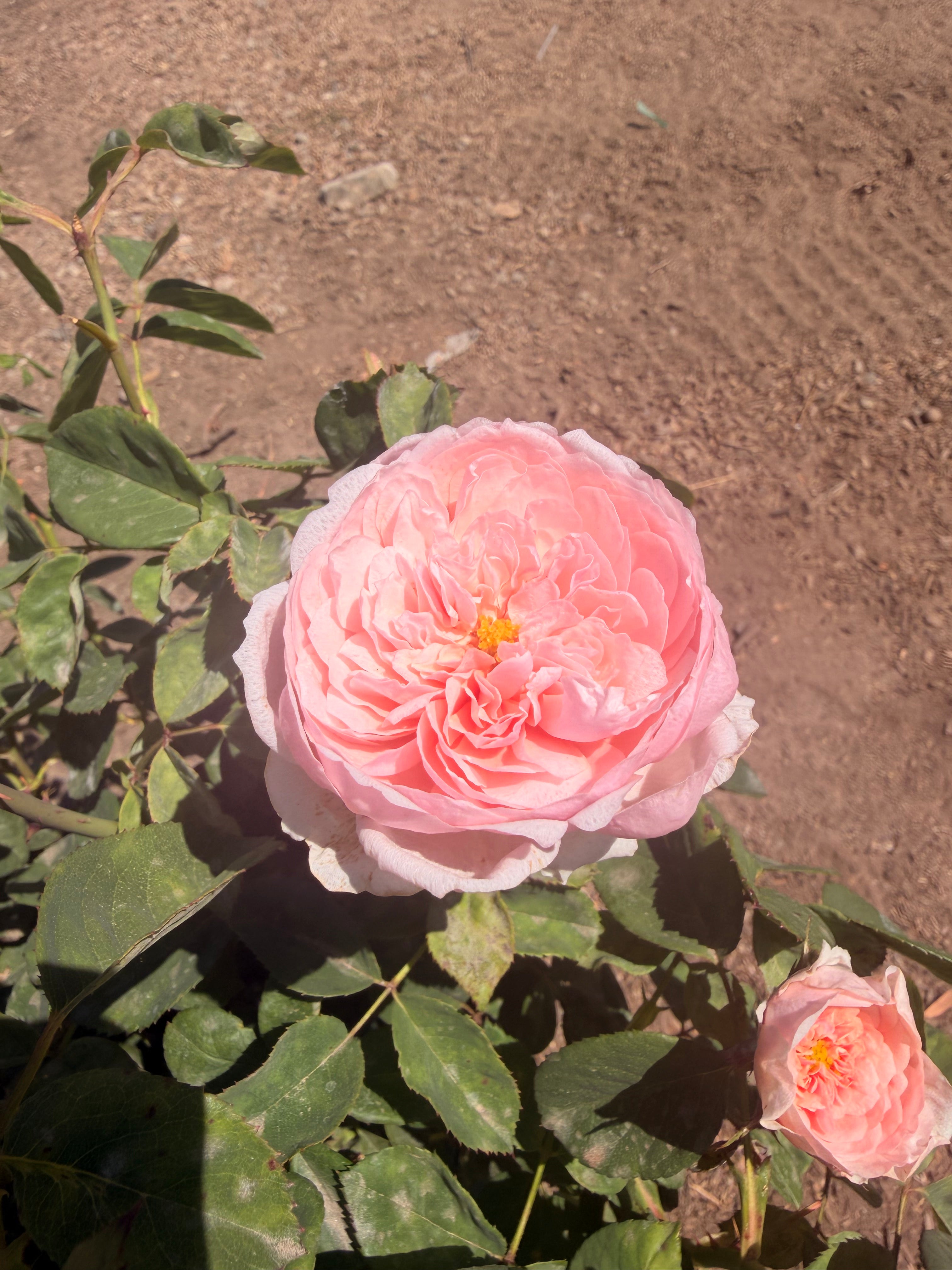 The Alnwick Rose English Rose (5 Gallon)