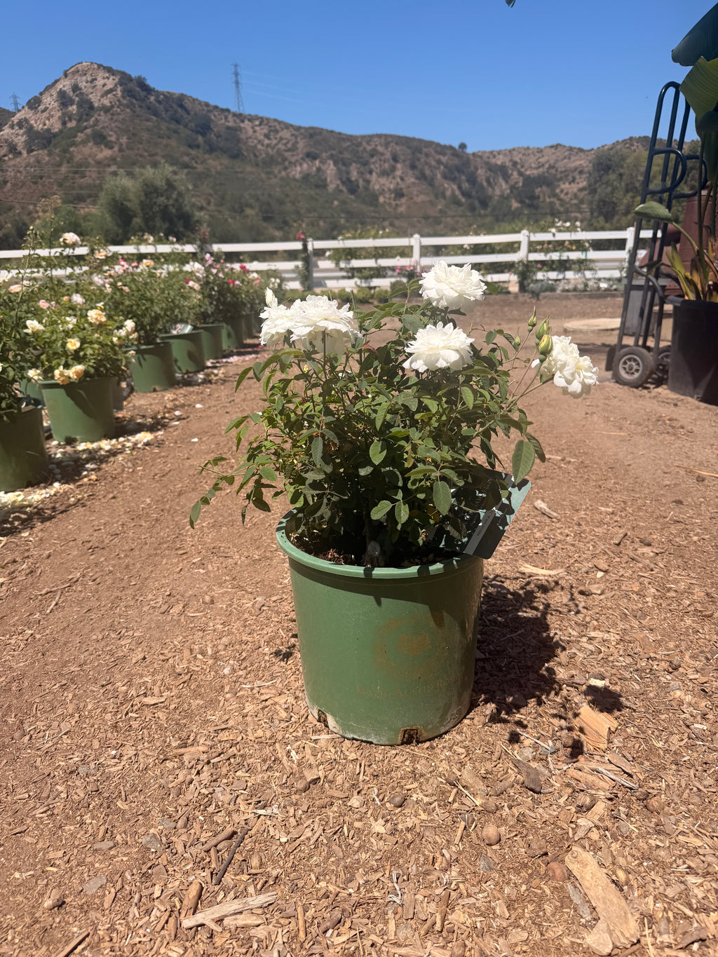Susan Williams-Ellis® English Rose (5 Gallon)