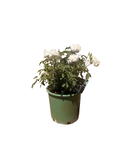 Susan Williams-Ellis® English Rose (5 Gallon)