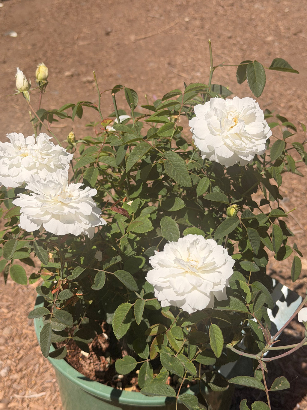 Susan Williams-Ellis® English Rose (5 Gallon)