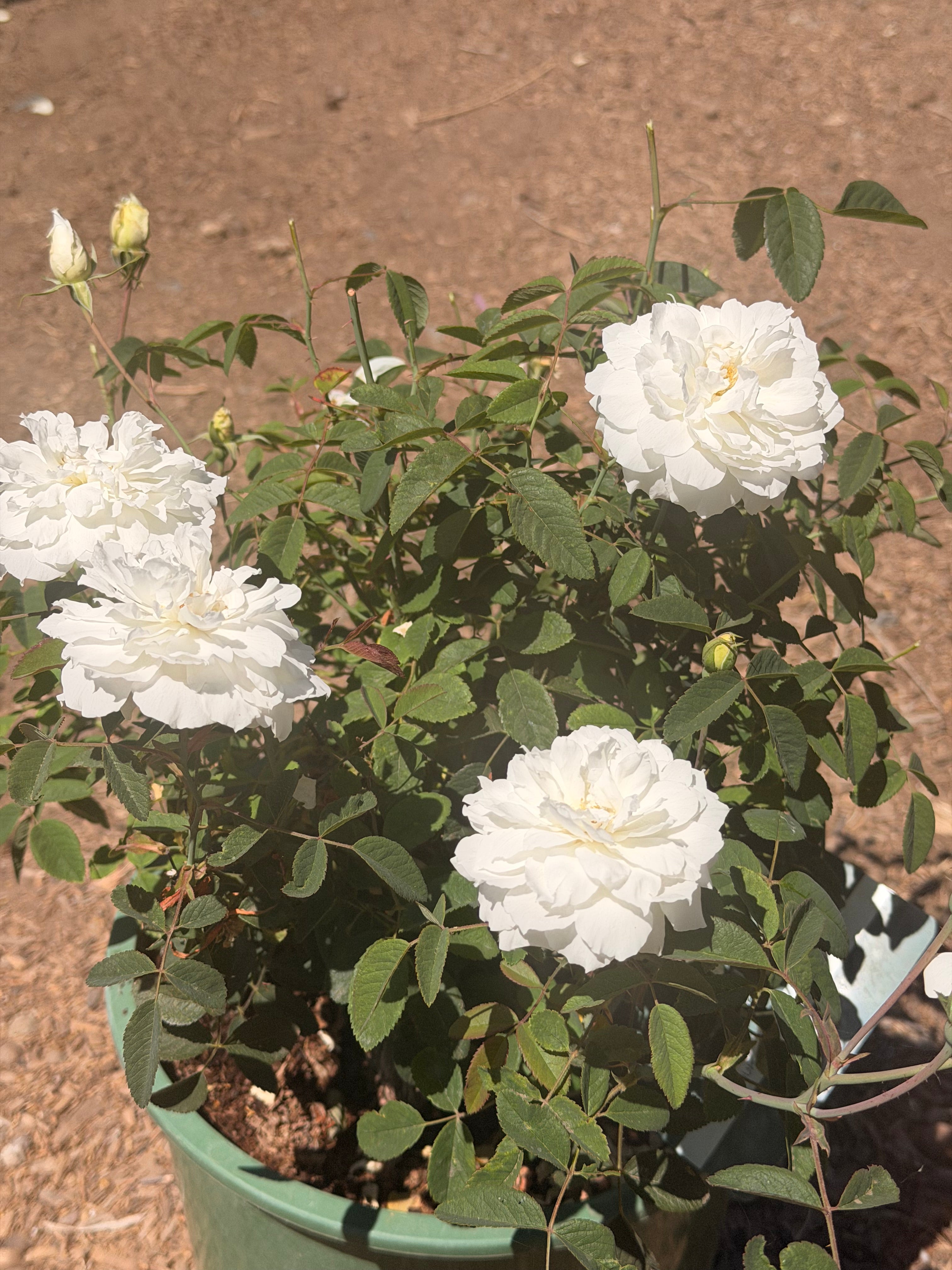 Susan Williams-Ellis® English Rose (5 Gallon)