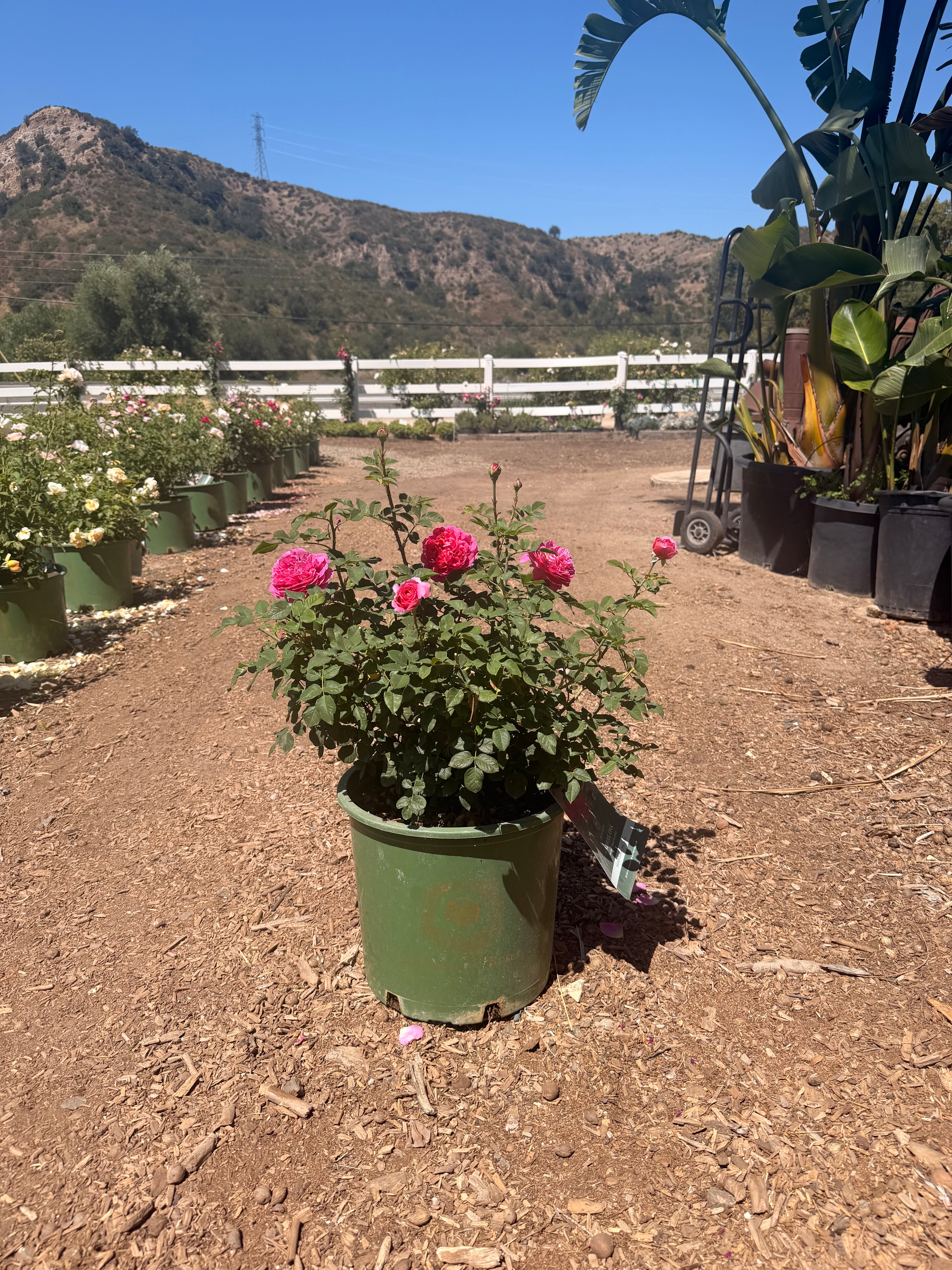 Gabriel Oak® English Rose (5 Gallon)