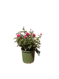 Gabriel Oak® English Rose (5 Gallon)