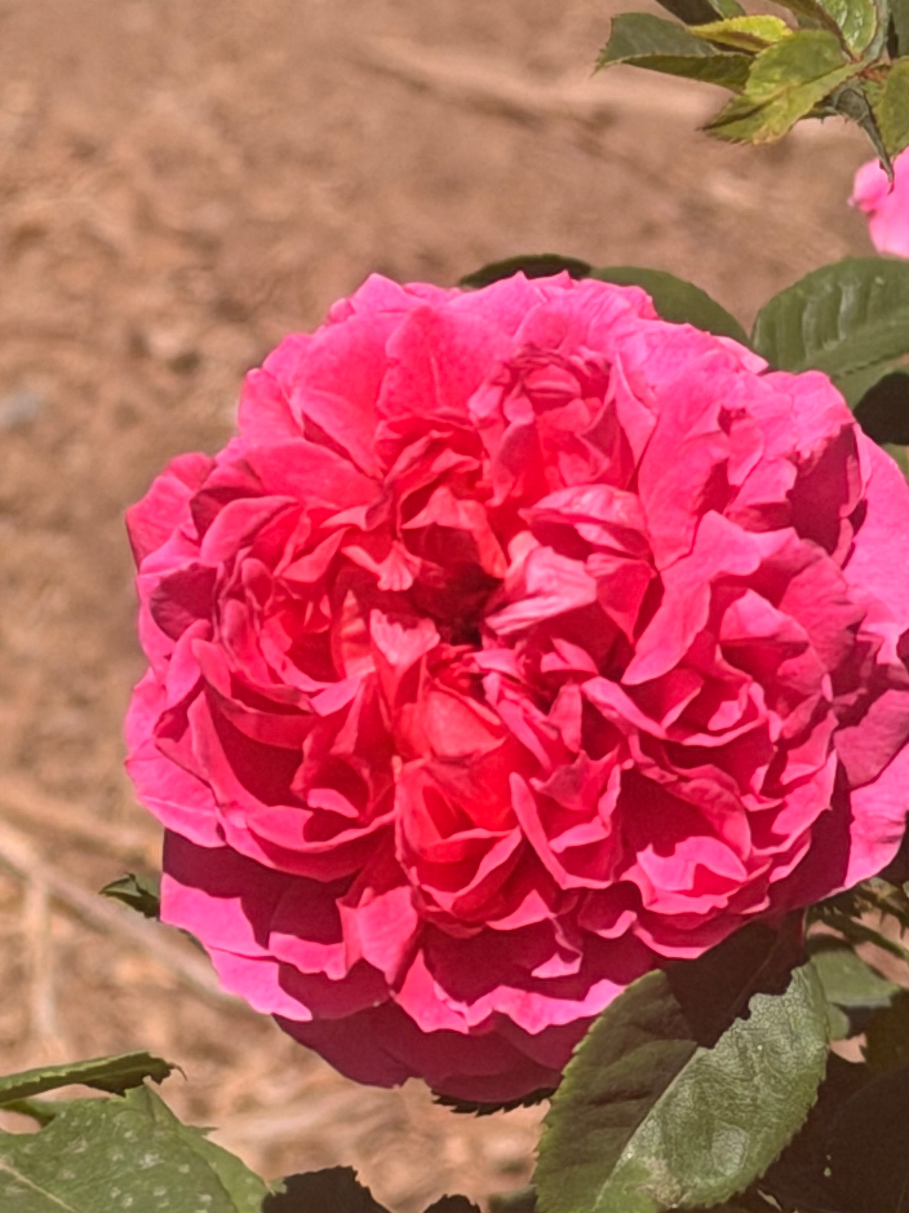 Gabriel Oak® English Rose (5 Gallon)