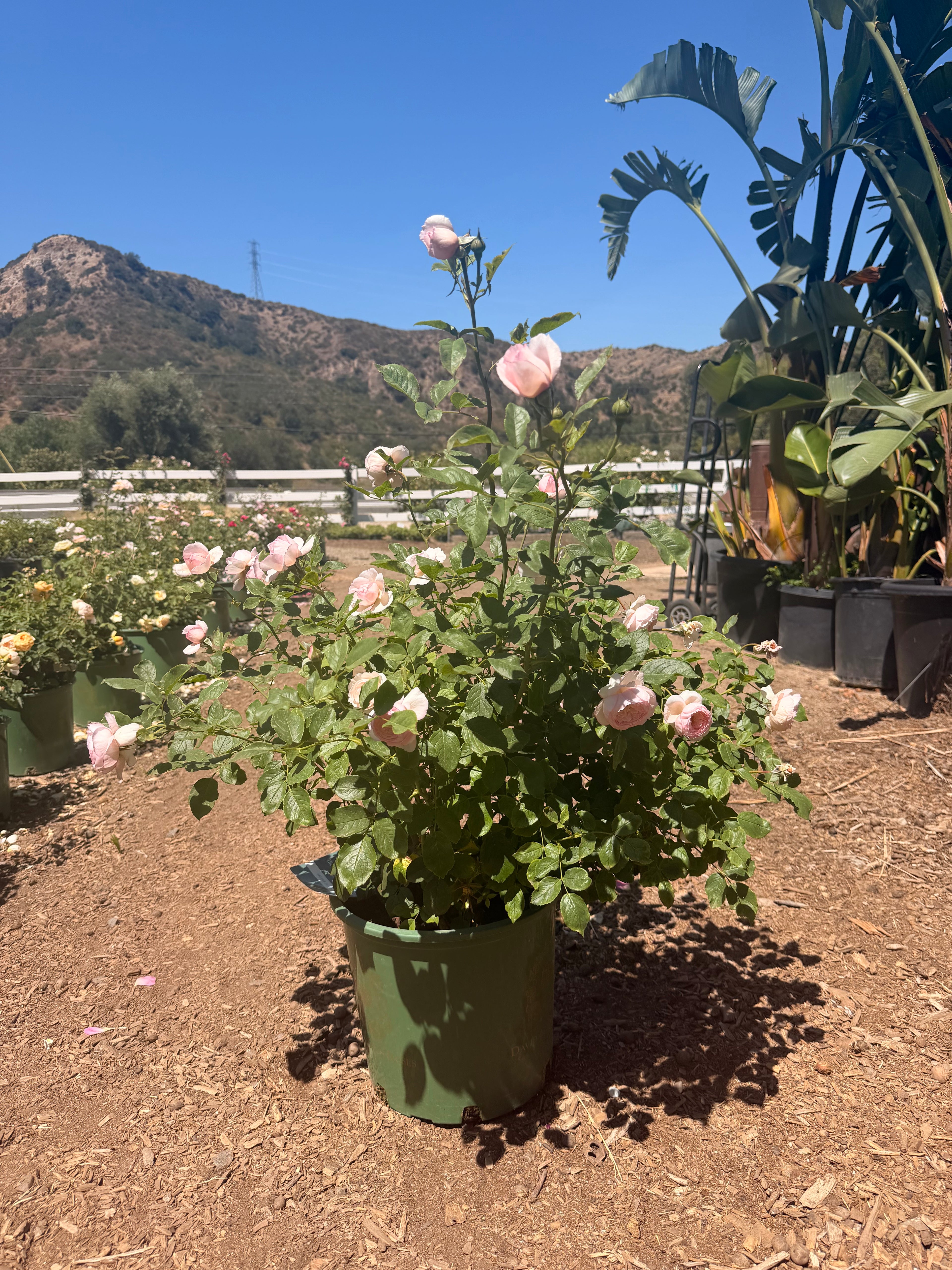 The Mill on the Floss English Rose (5 Gallon)
