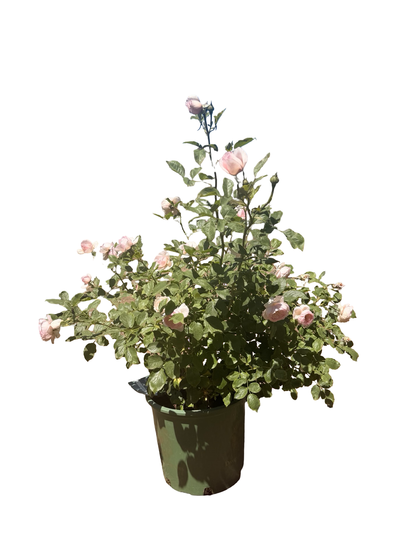 The Mill on the Floss English Rose (5 Gallon)