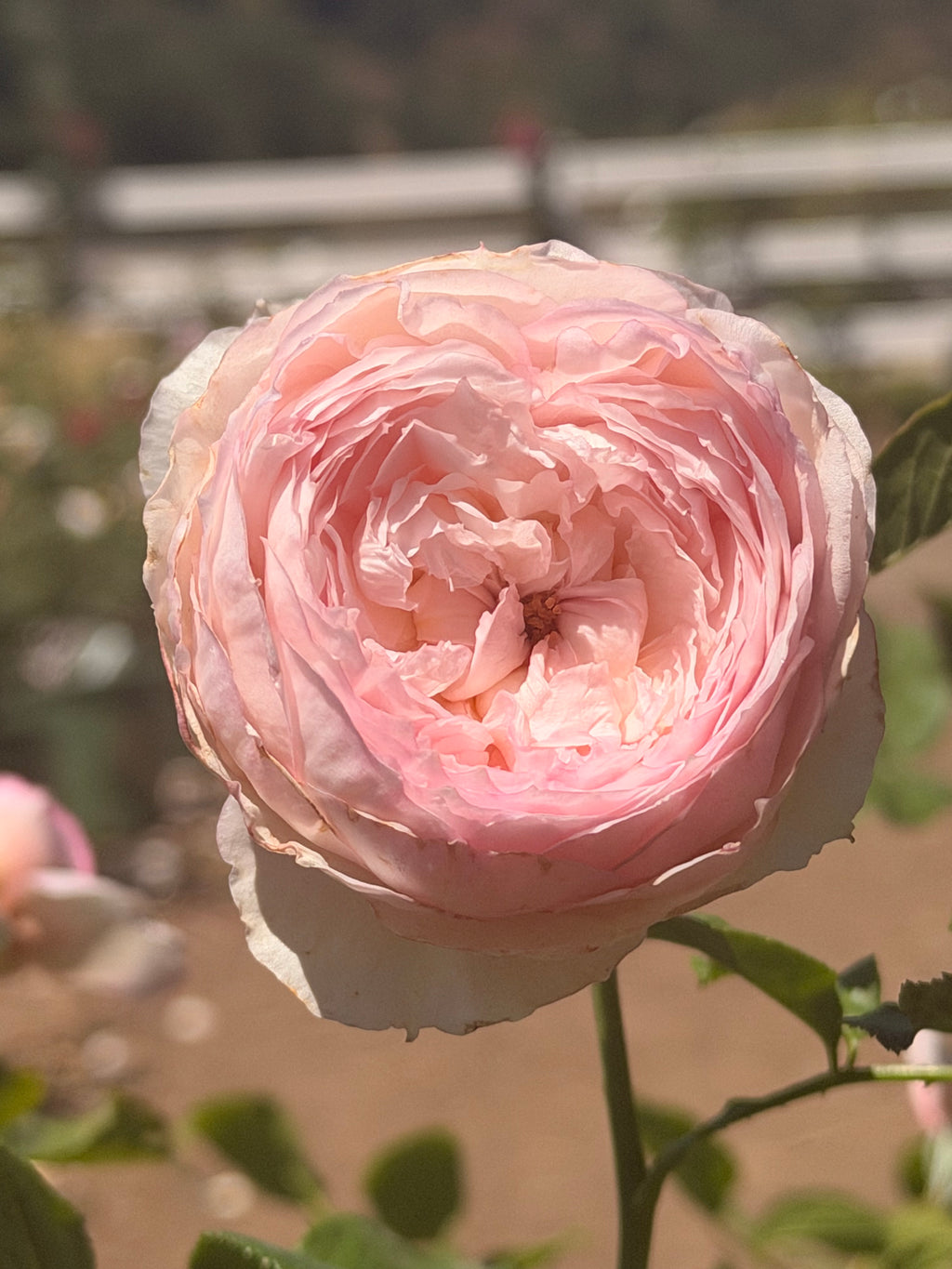 The Mill on the Floss English Rose (5 Gallon)