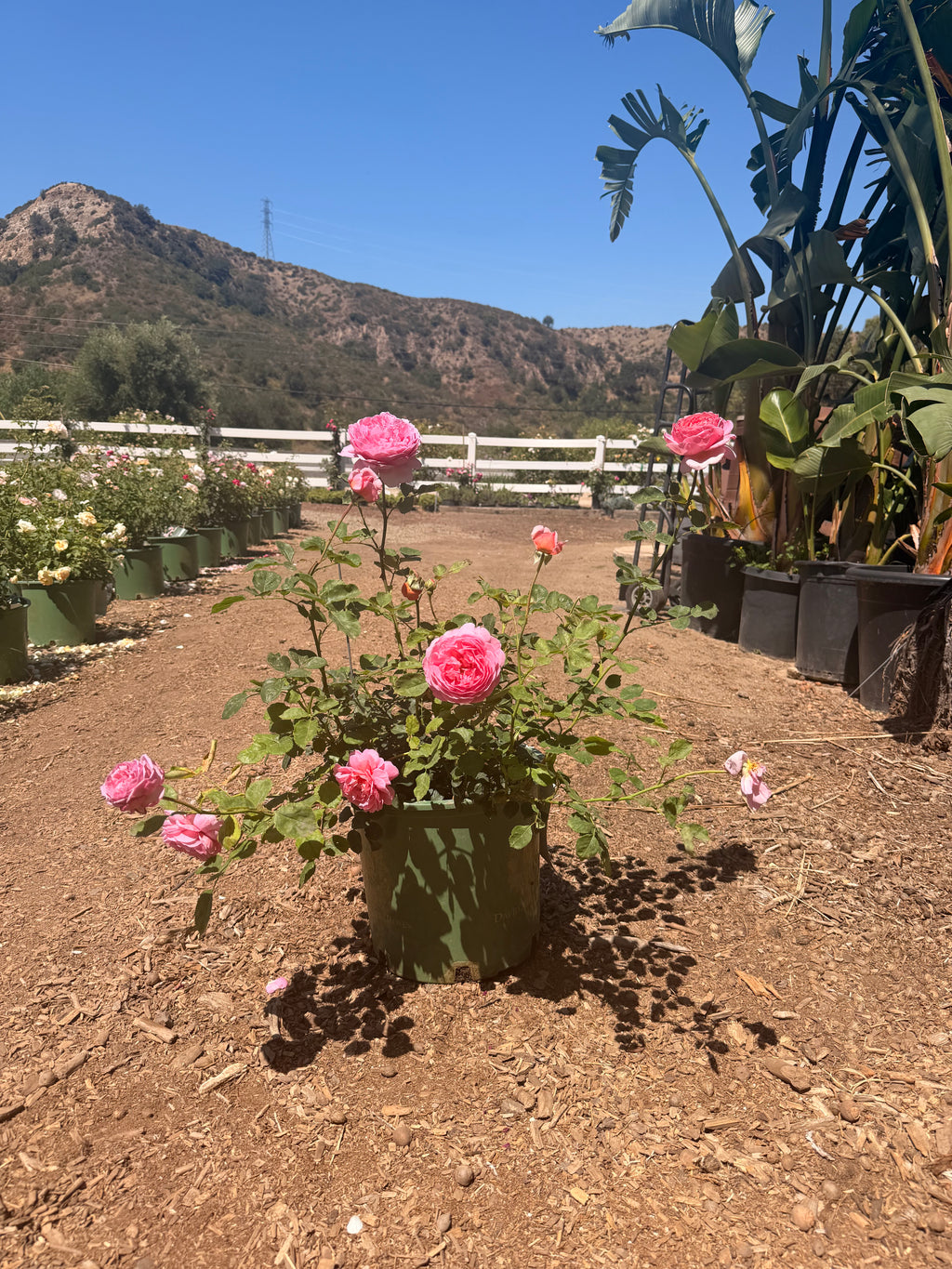 Princess Alexandra of Kent® English Rose (5 Gallon)