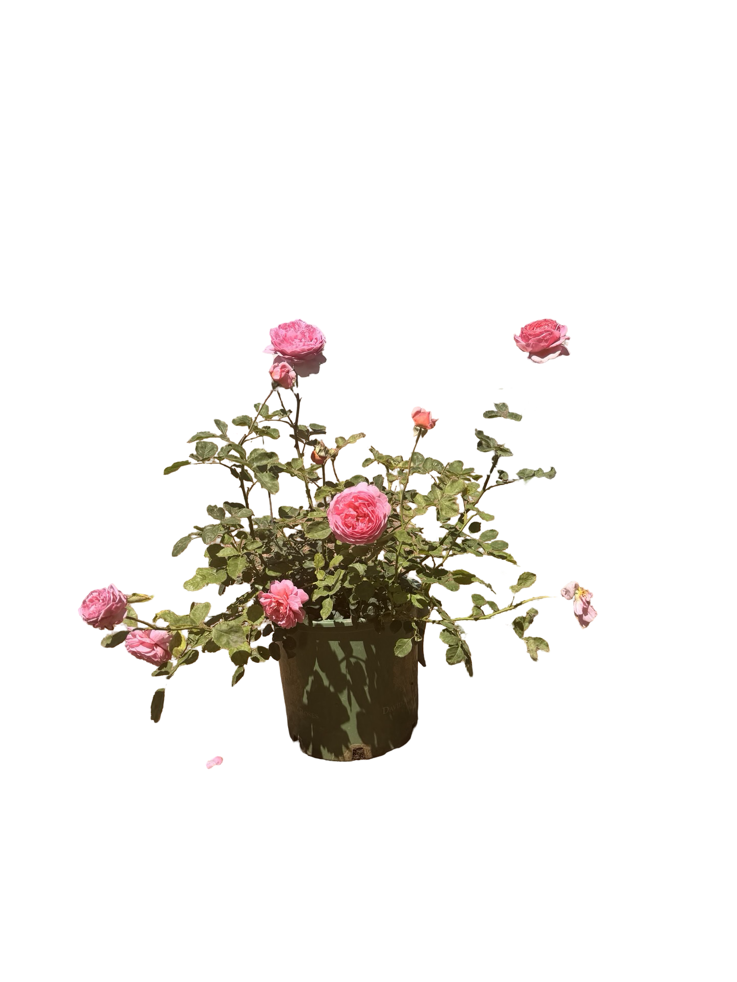 Princess Alexandra of Kent® English Rose (5 Gallon)