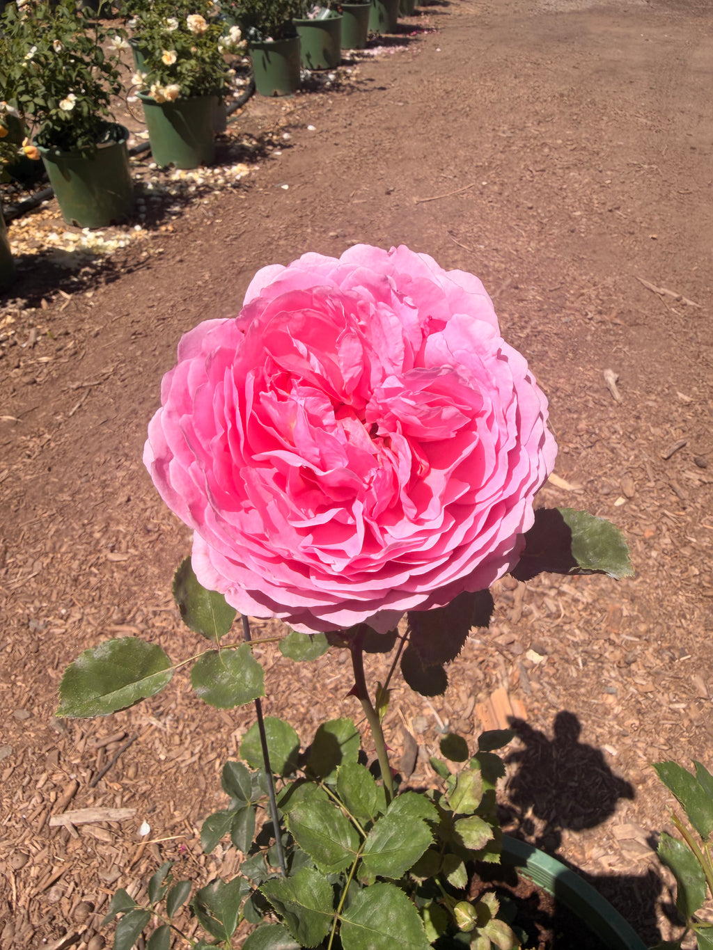 Princess Alexandra of Kent® English Rose (5 Gallon)