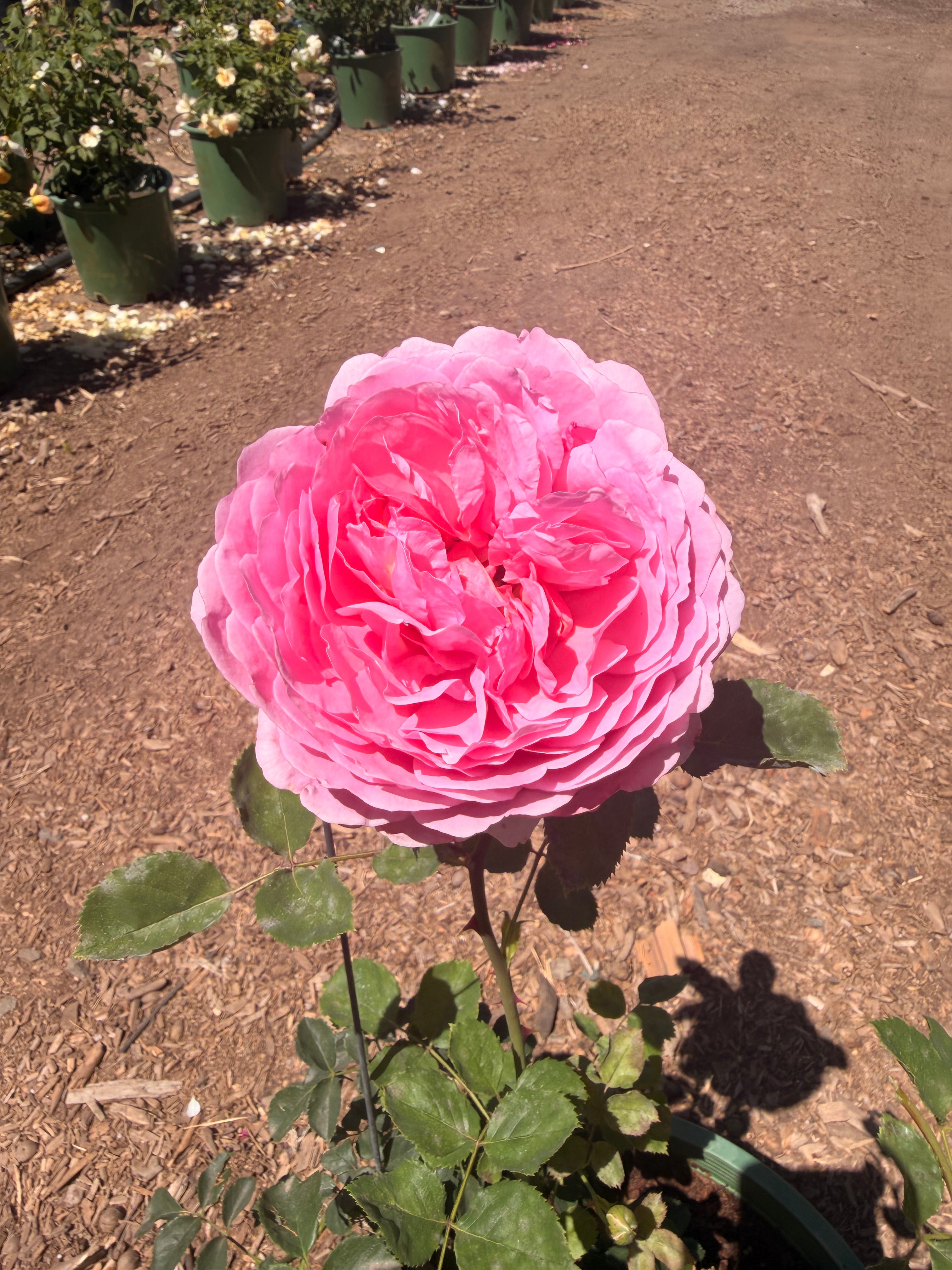 Princess Alexandra of Kent® English Rose (5 Gallon)