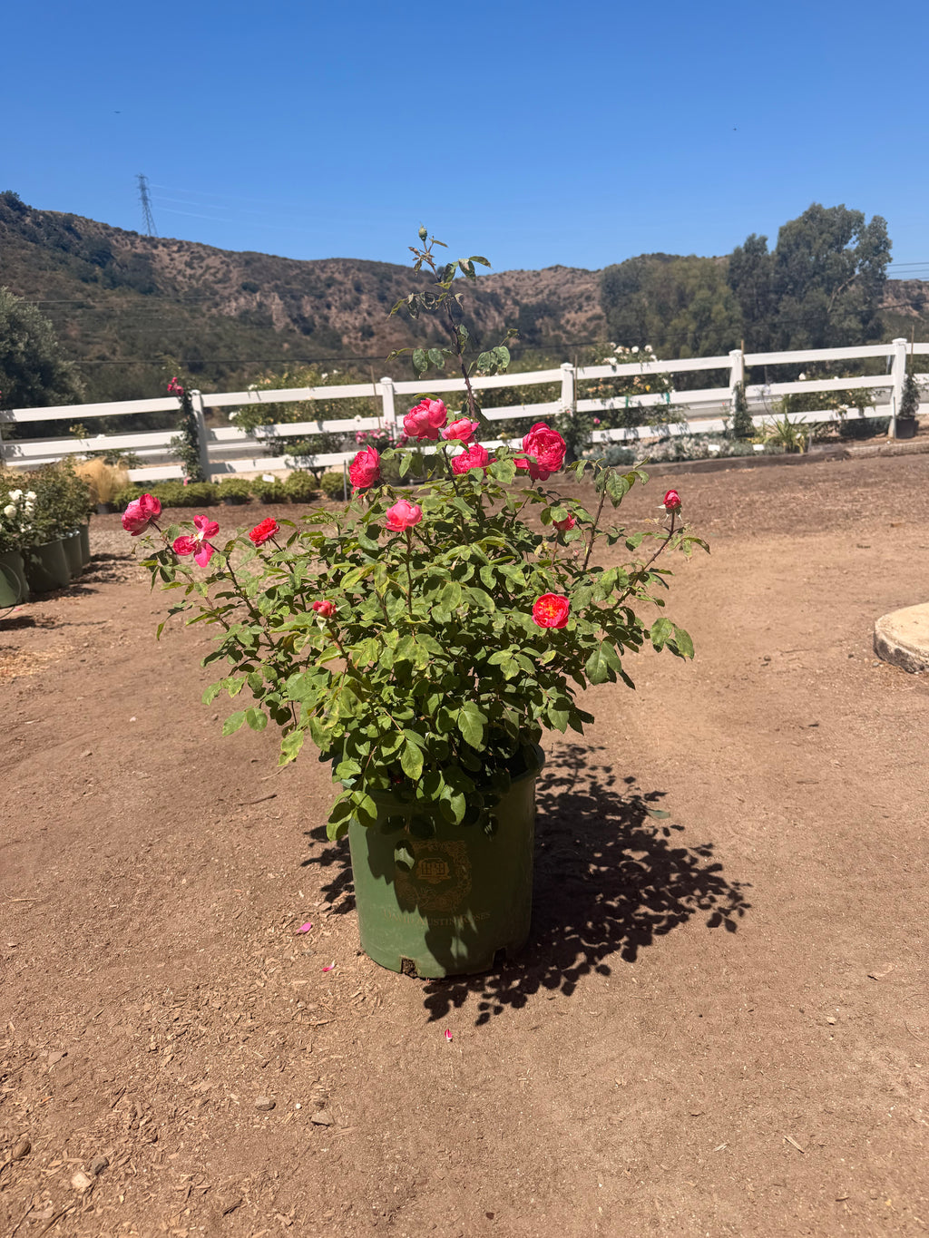 Benjamin Britten® English Rose (5 Gallon)