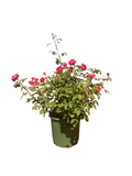 Benjamin Britten® English Rose (5 Gallon)