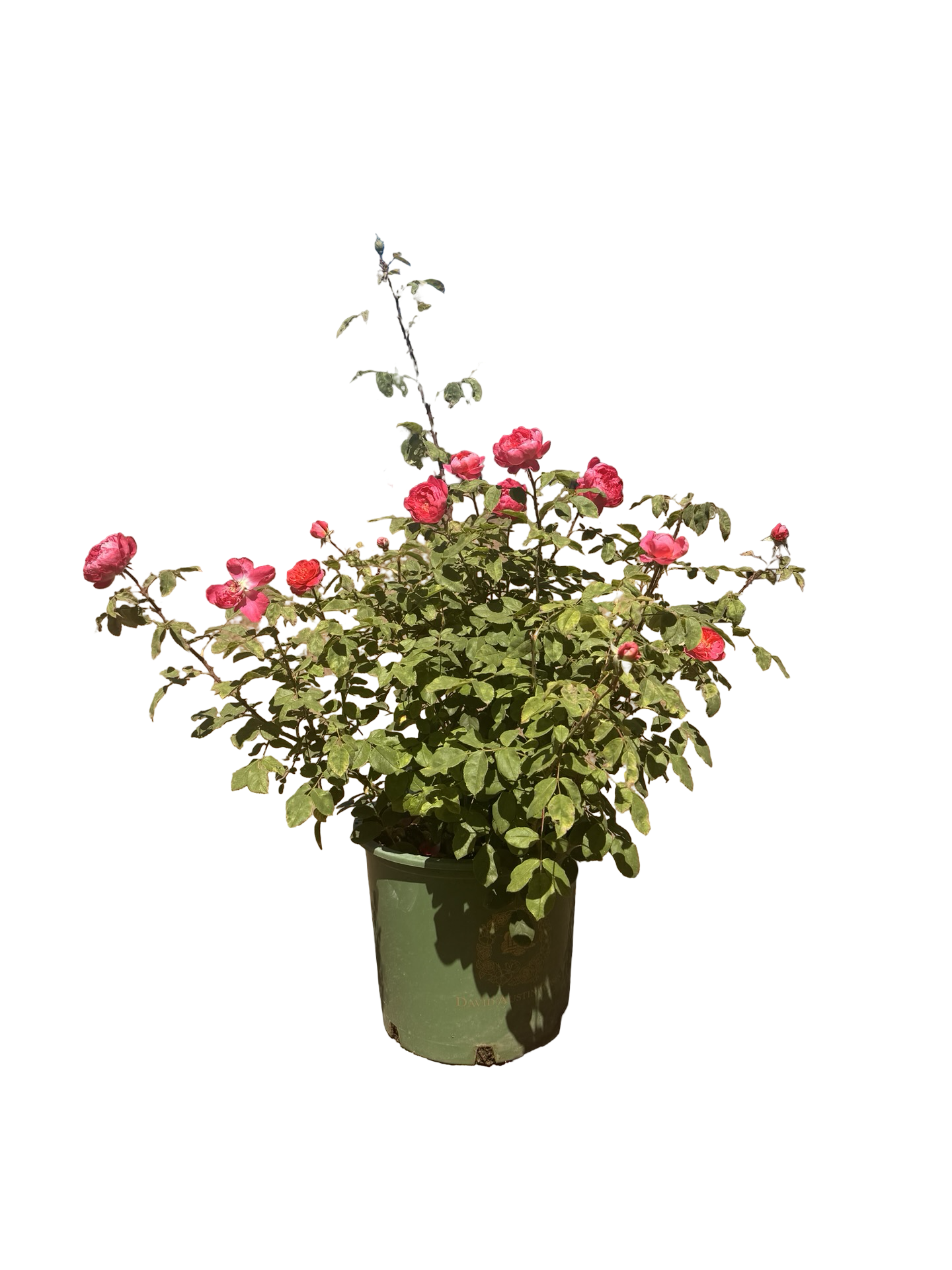 Benjamin Britten® English Rose (5 Gallon)