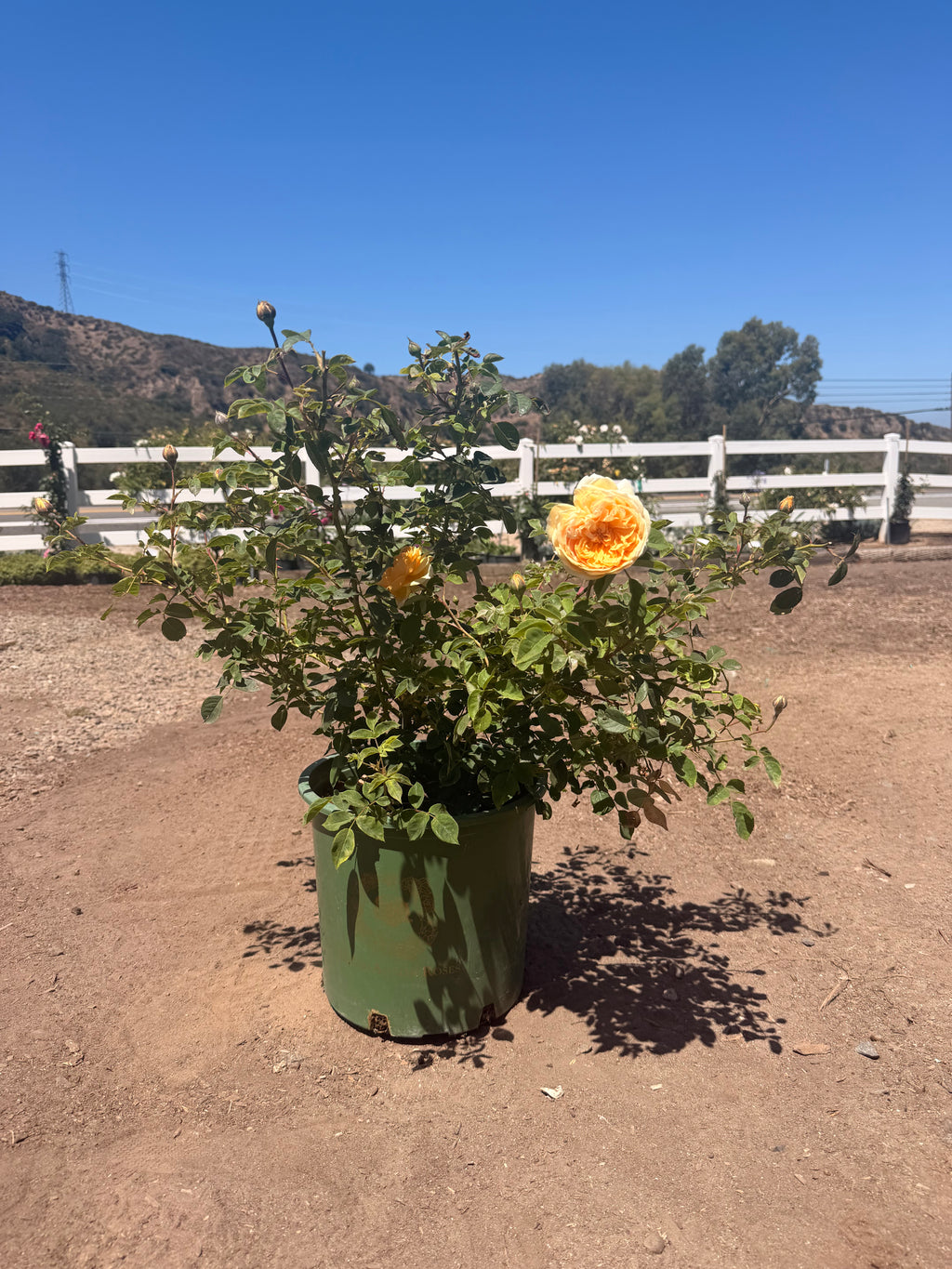 Teasing Georgia® – Climbing English Rose (5 Gallon)