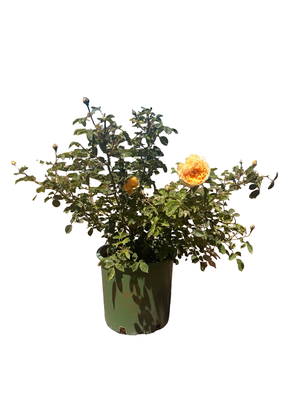 Teasing Georgia® – Climbing English Rose (5 Gallon)