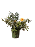 Teasing Georgia® – Climbing English Rose (5 Gallon)