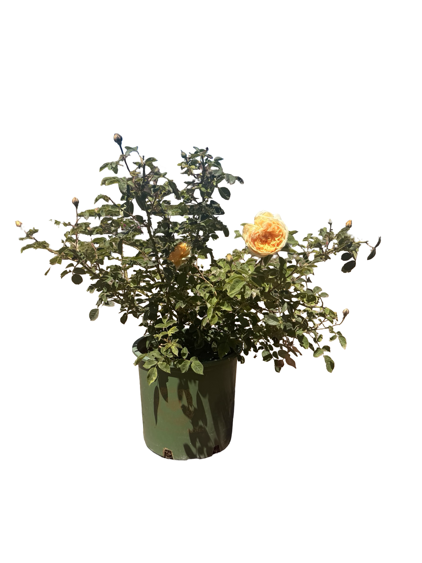 Teasing Georgia® – Climbing English Rose (5 Gallon)
