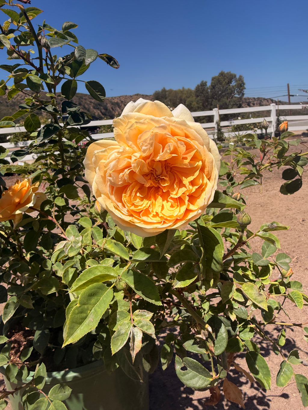 Teasing Georgia® – Climbing English Rose (5 Gallon)