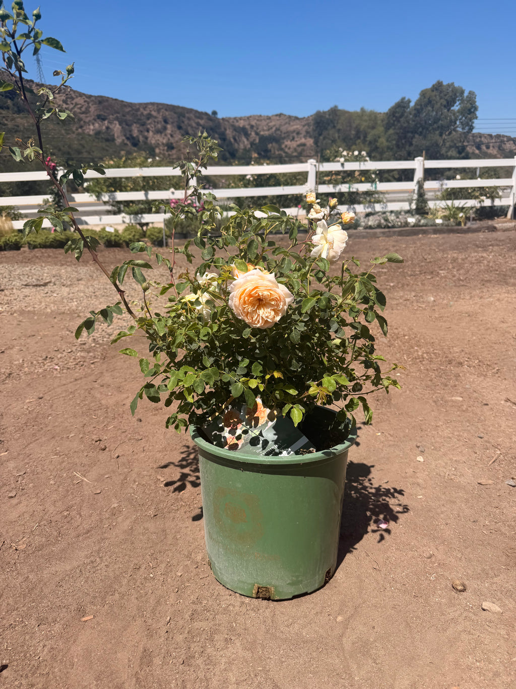 Bathsheba® – Climbing English Rose (5 Gallon)