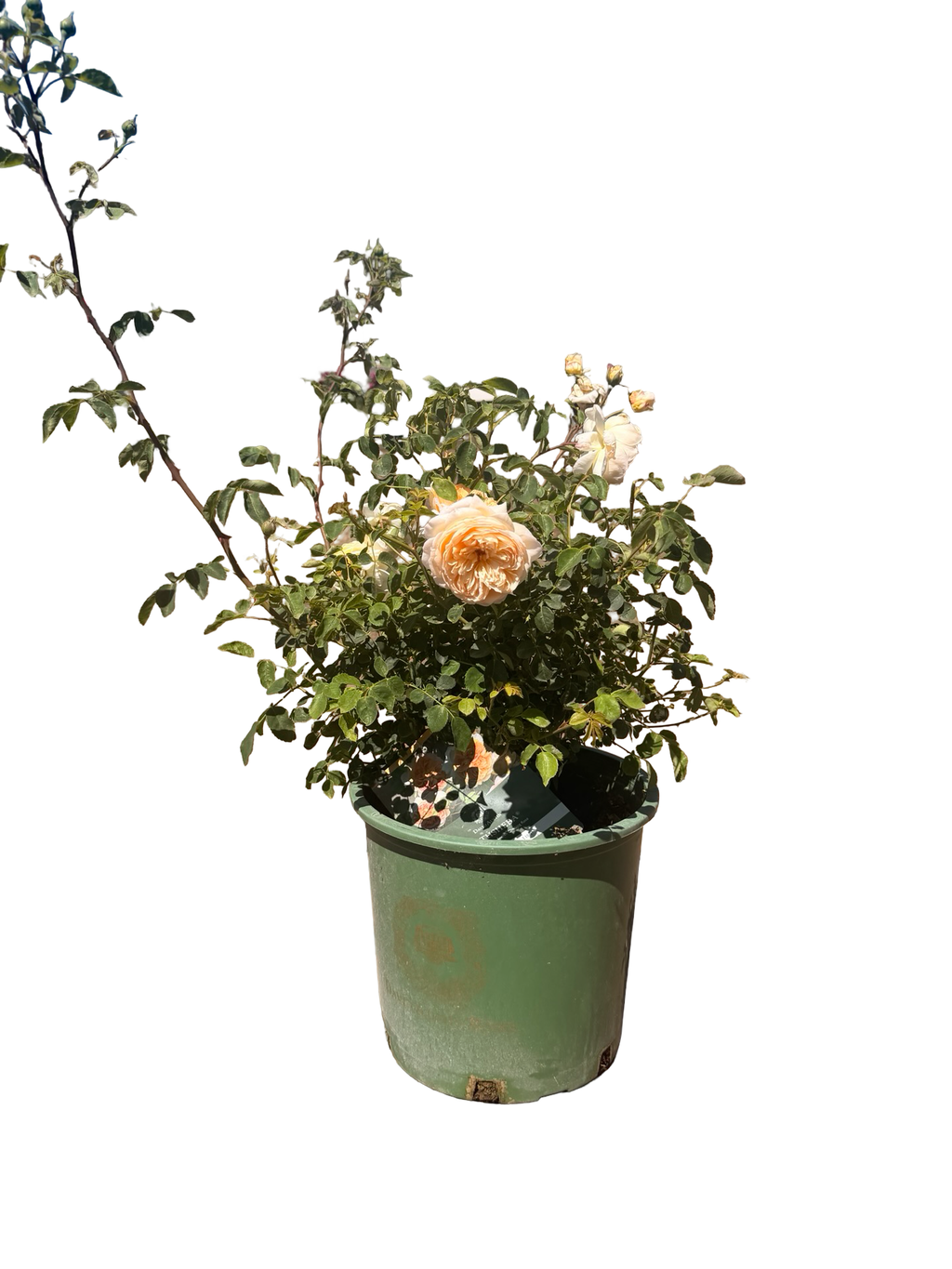 Bathsheba® – Climbing English Rose (5 Gallon)