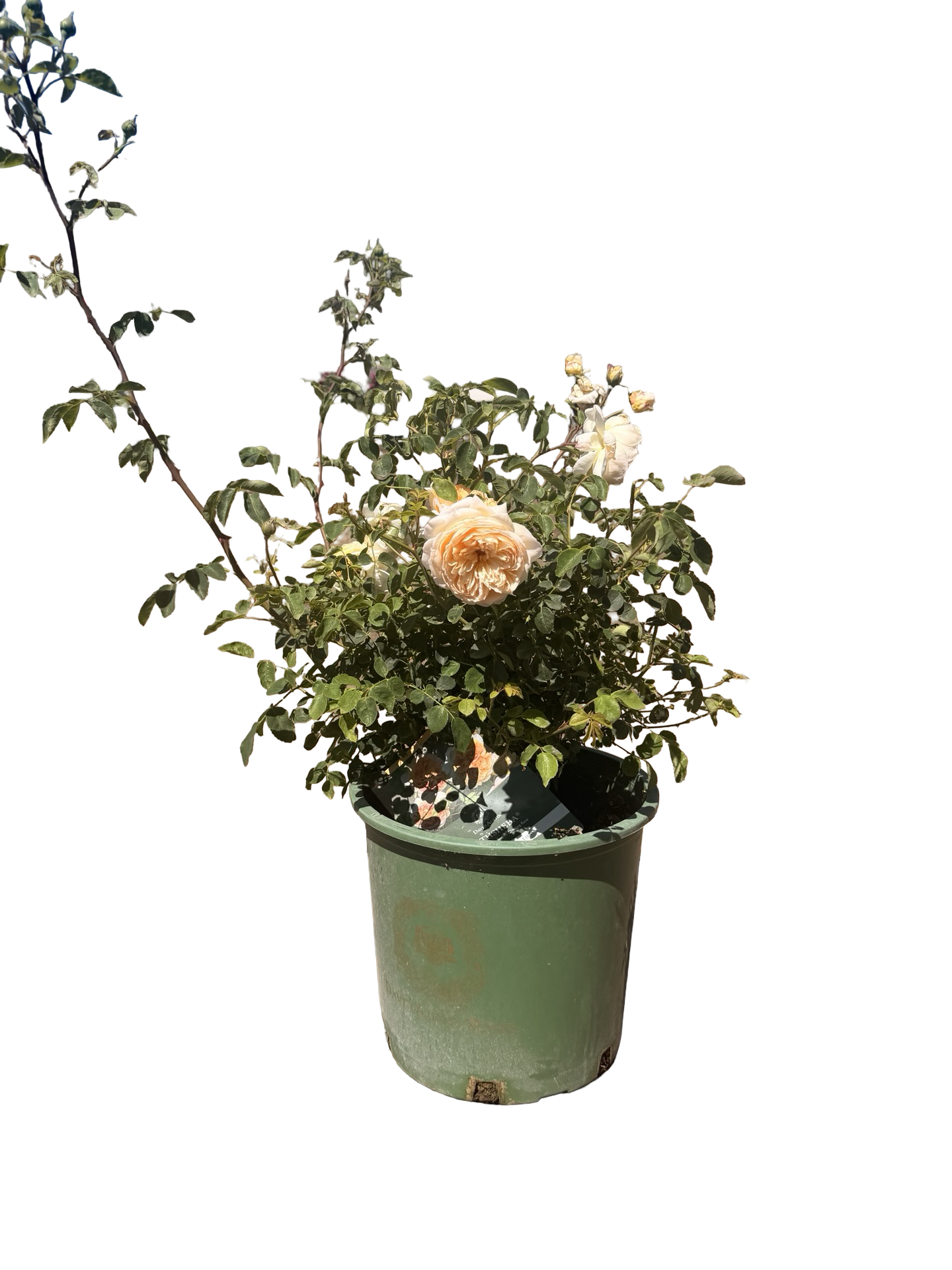 Bathsheba® – Climbing English Rose (5 Gallon)