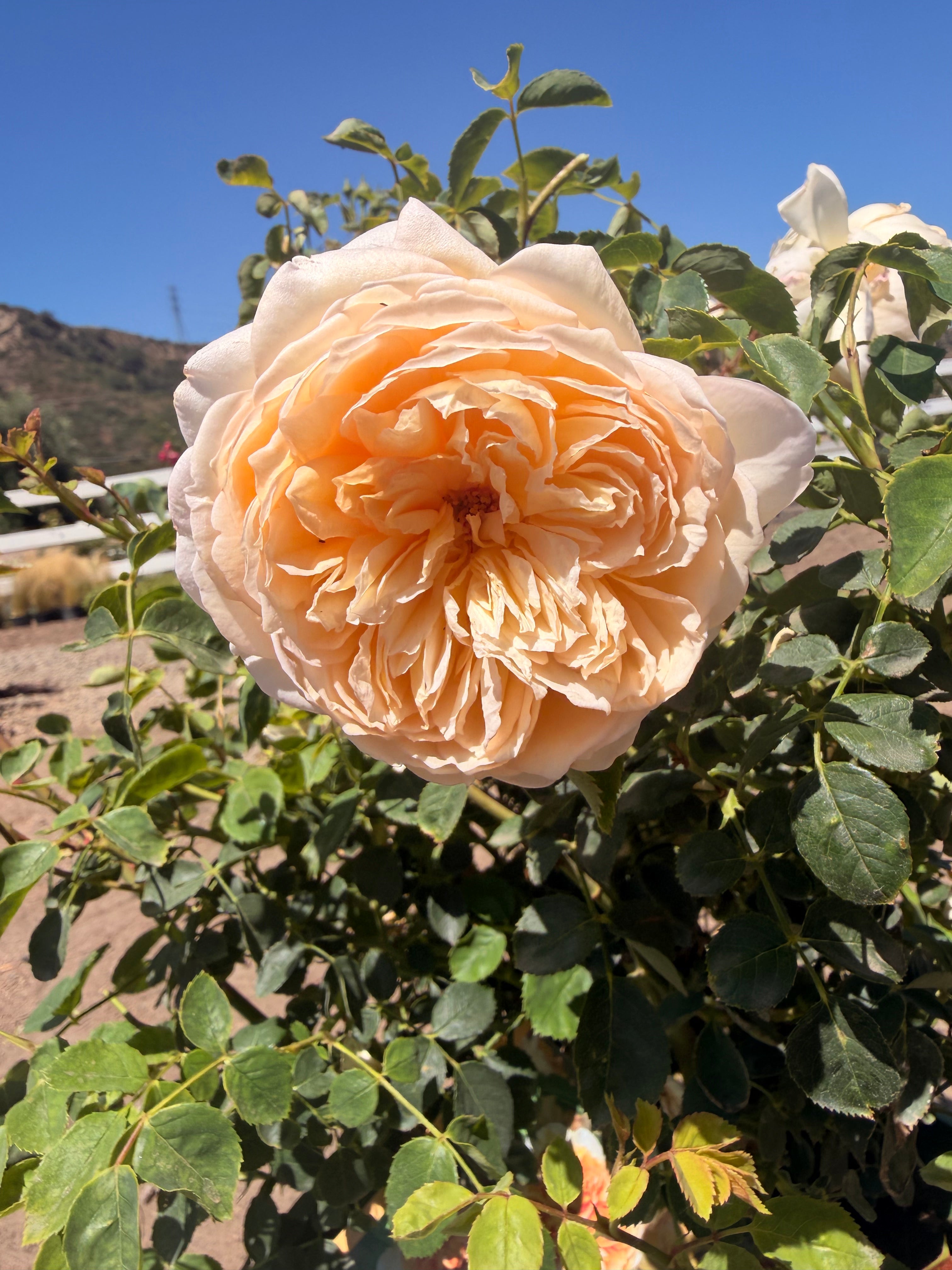 Bathsheba® – Climbing English Rose (5 Gallon)