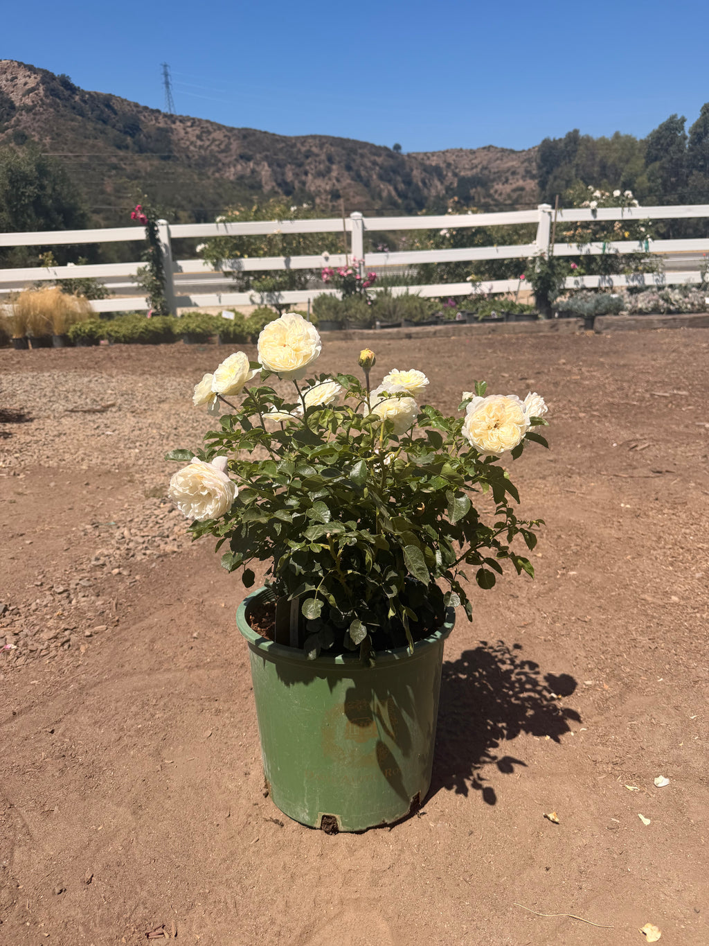 Tranquillity™ English Rose (5 Gallon)