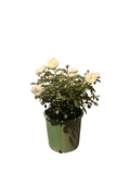 Tranquillity™ English Rose (5 Gallon)