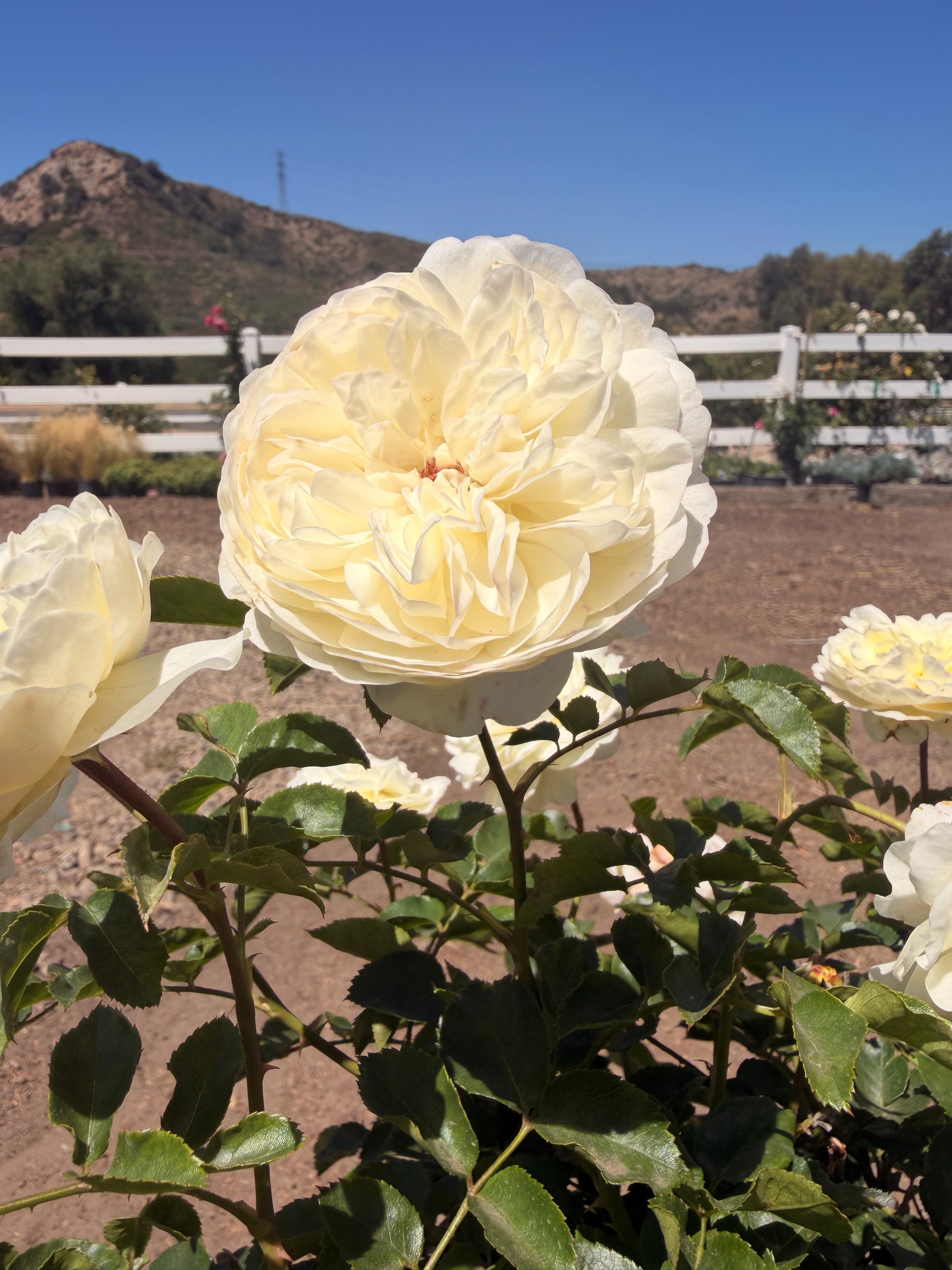 Tranquillity™ English Rose (5 Gallon)