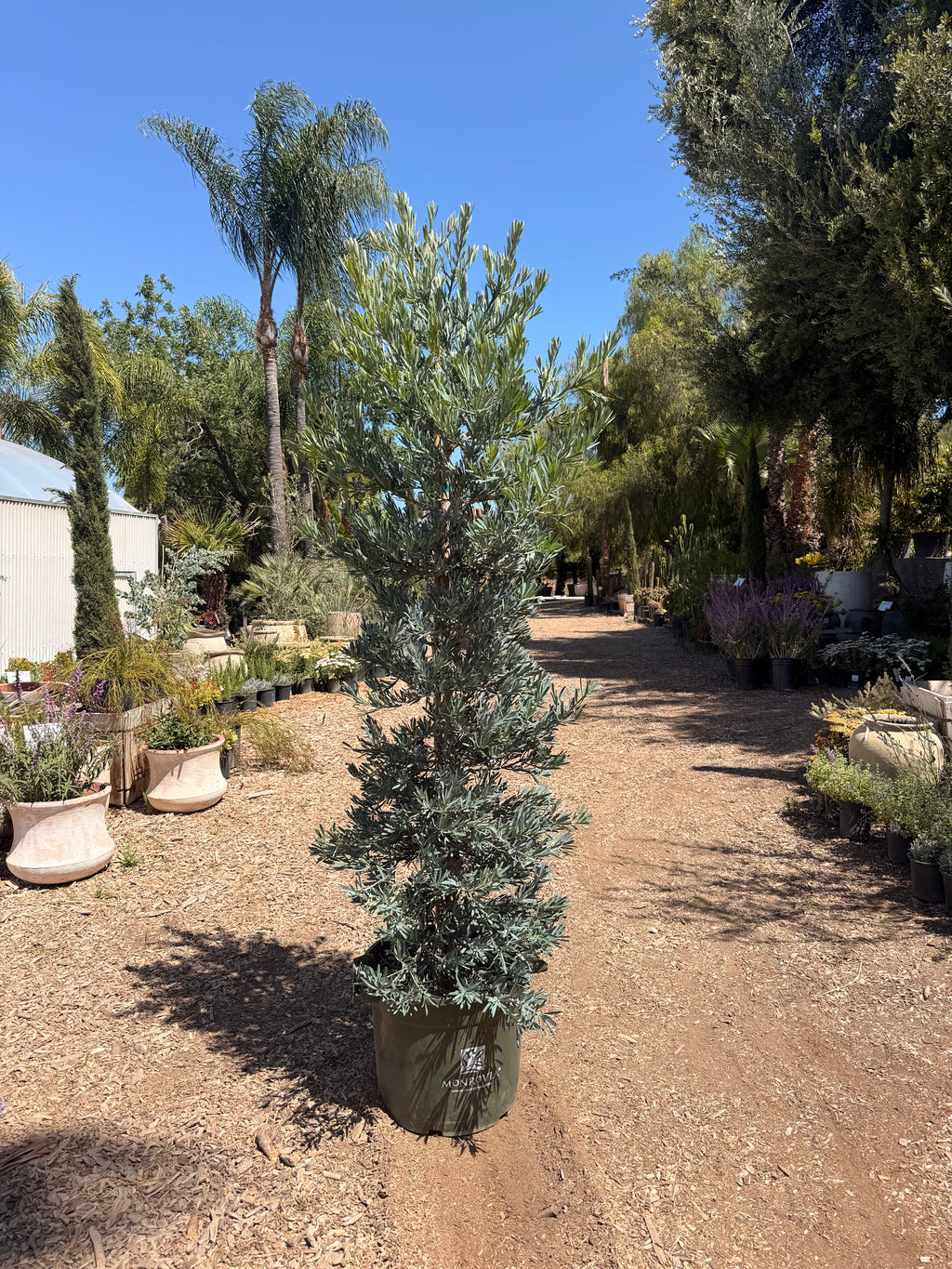 Podocarpus 'Icee Blue' Yellow Wood (15 gallon)