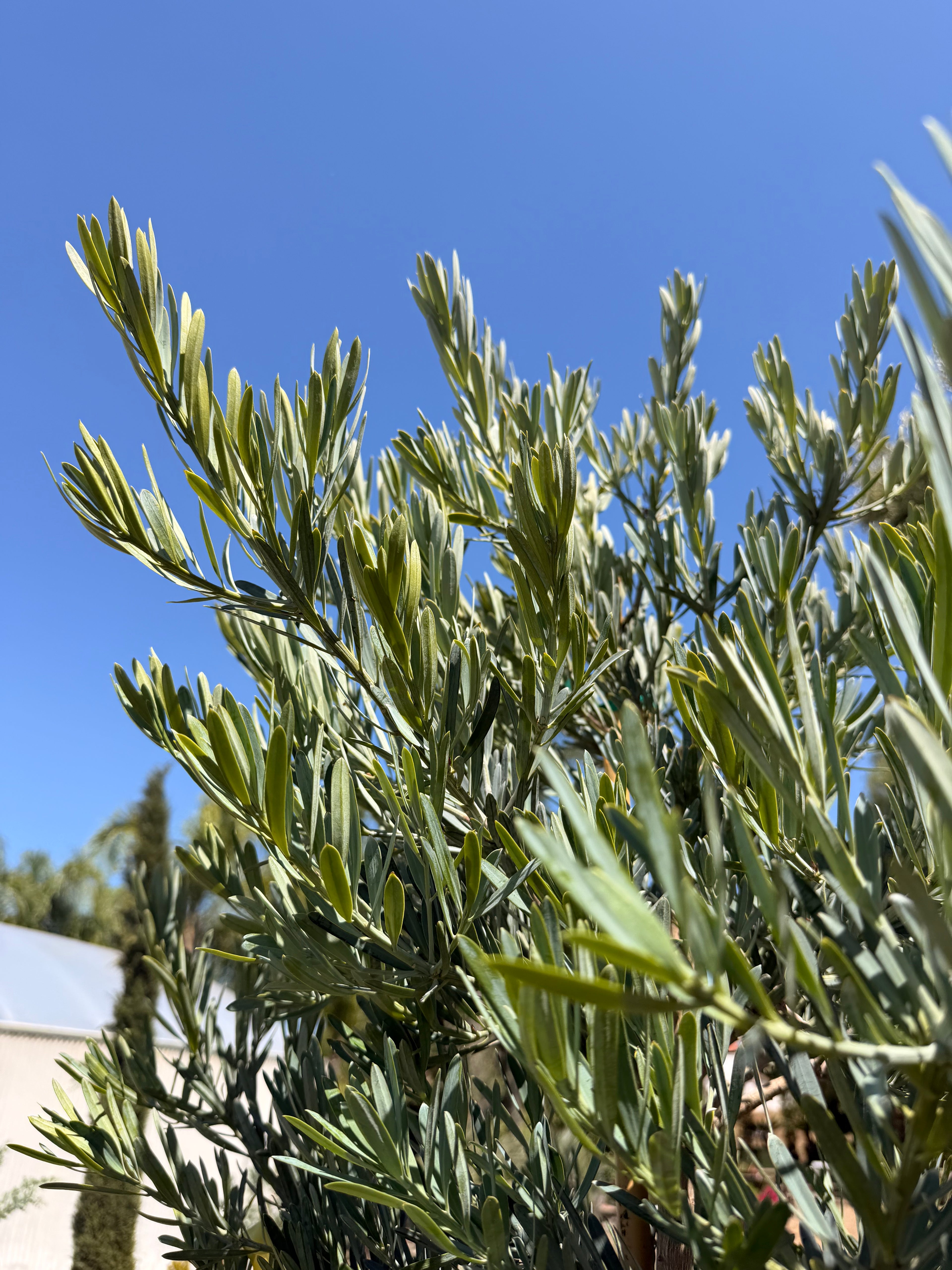 Podocarpus 'Icee Blue' Yellow Wood (15 gallon)