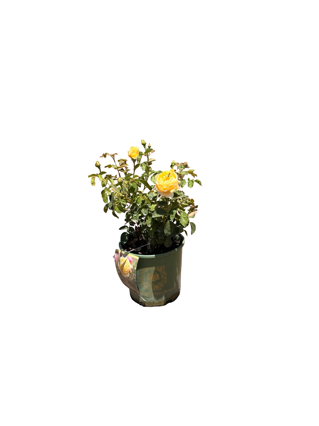 Charlotte® English Rose (2 gallon)