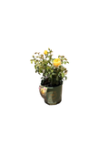 Charlotte® English Rose (2 gallon)
