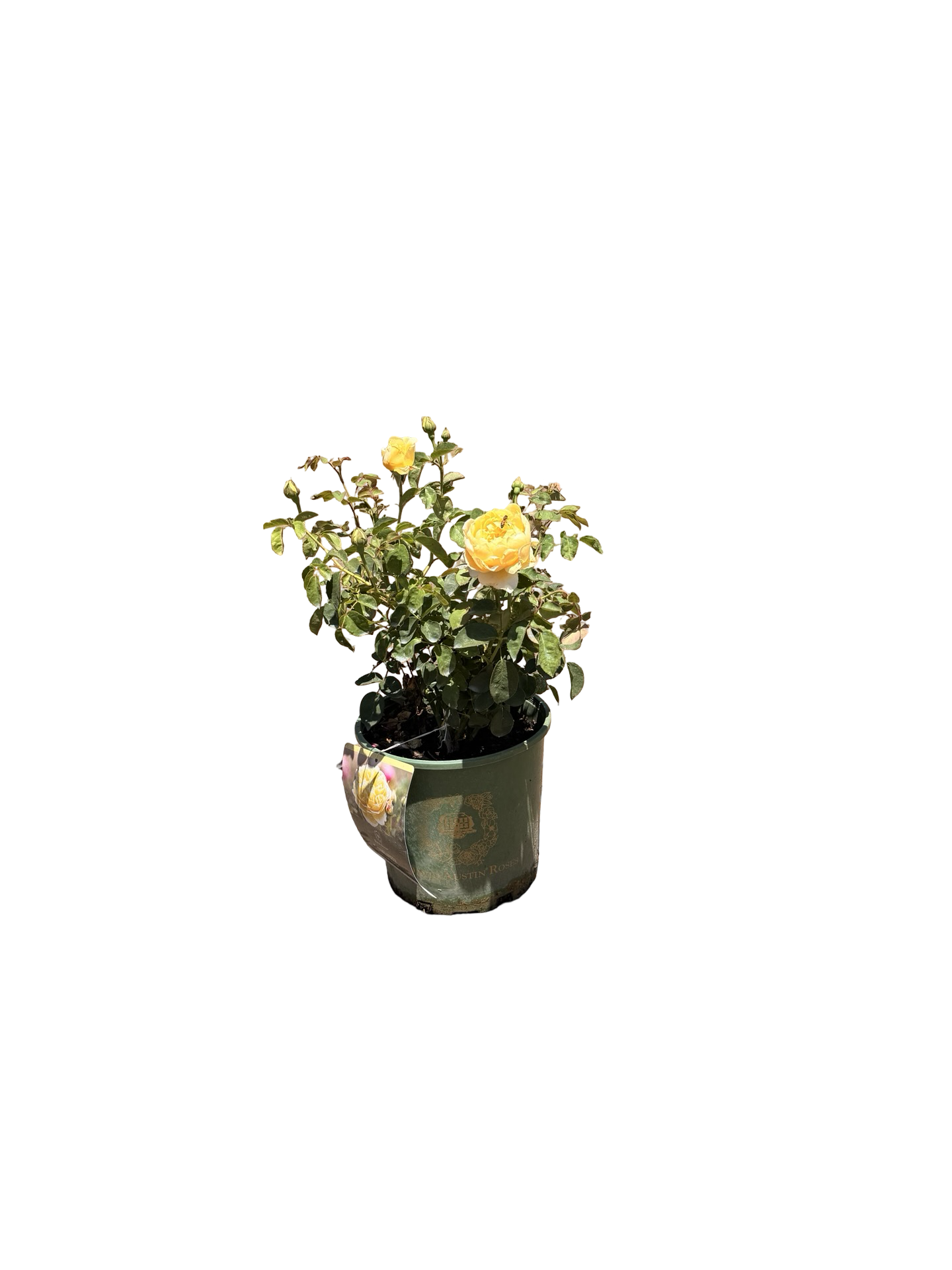 Charlotte® English Rose (2 gallon)