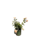 The Lady Gardener® English Rose (2 Gallon)